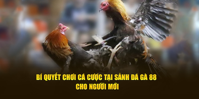Bí quyết chơi cá cược tại sảnh đá gà 88 cho người mới