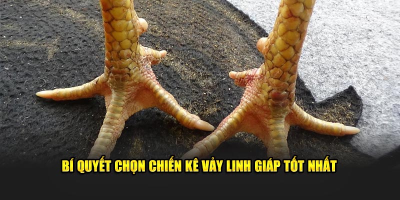 Bí quyết chọn chiến kê vảy Linh Giáp tốt nhất 
