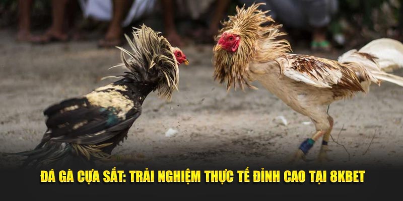 Đá gà cựa sắt trải nghiệm thực tế đỉnh cao tại 8KBET