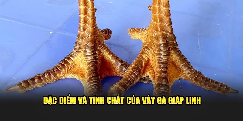 Đặc điểm và tính chất của vảy gà giáp linh