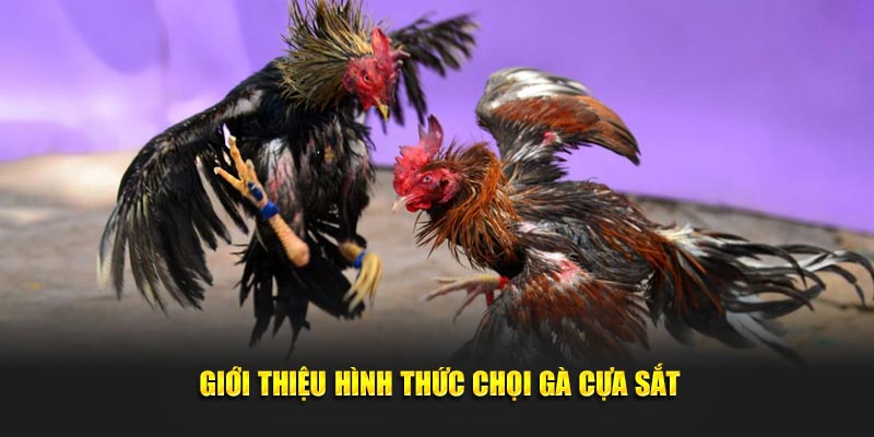 Thông tin về hình thức chọi gà cựa sắt