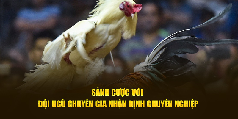 Sảnh cược với đội ngũ chuyên gia nhận định chuyên nghiệp