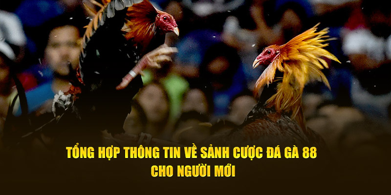 Tổng hợp thông tin về sảnh cược đá gà 88 cho người mới