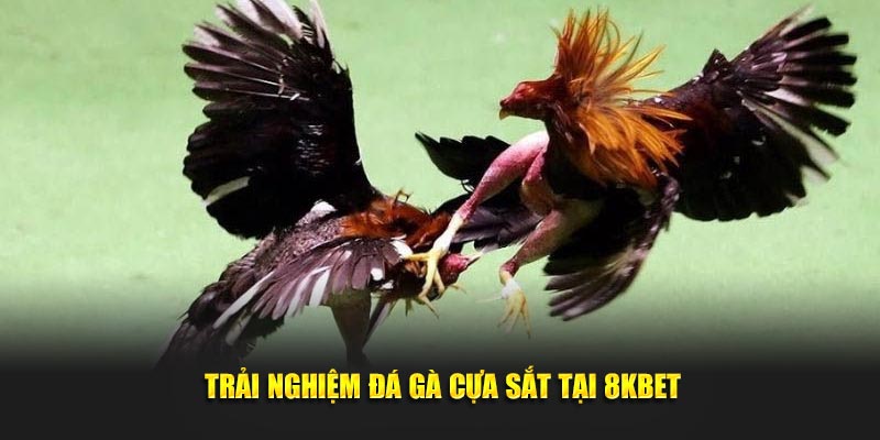 Trải nghiệm đá gà cựa sắt tại 8KBET