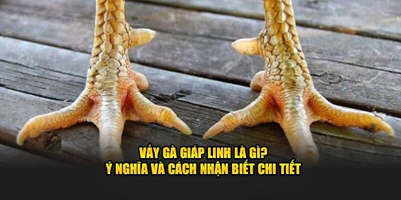 Vảy gà giáp linh là gì? ý nghĩa và cách nhận biết